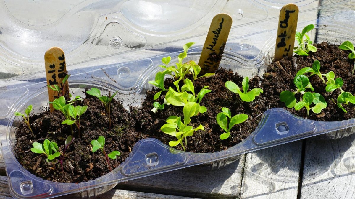 Reused food container seed tray