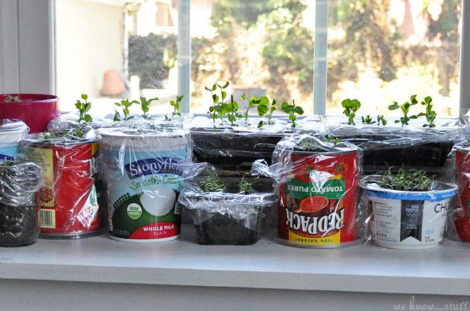 Recycled containers for seedlings
