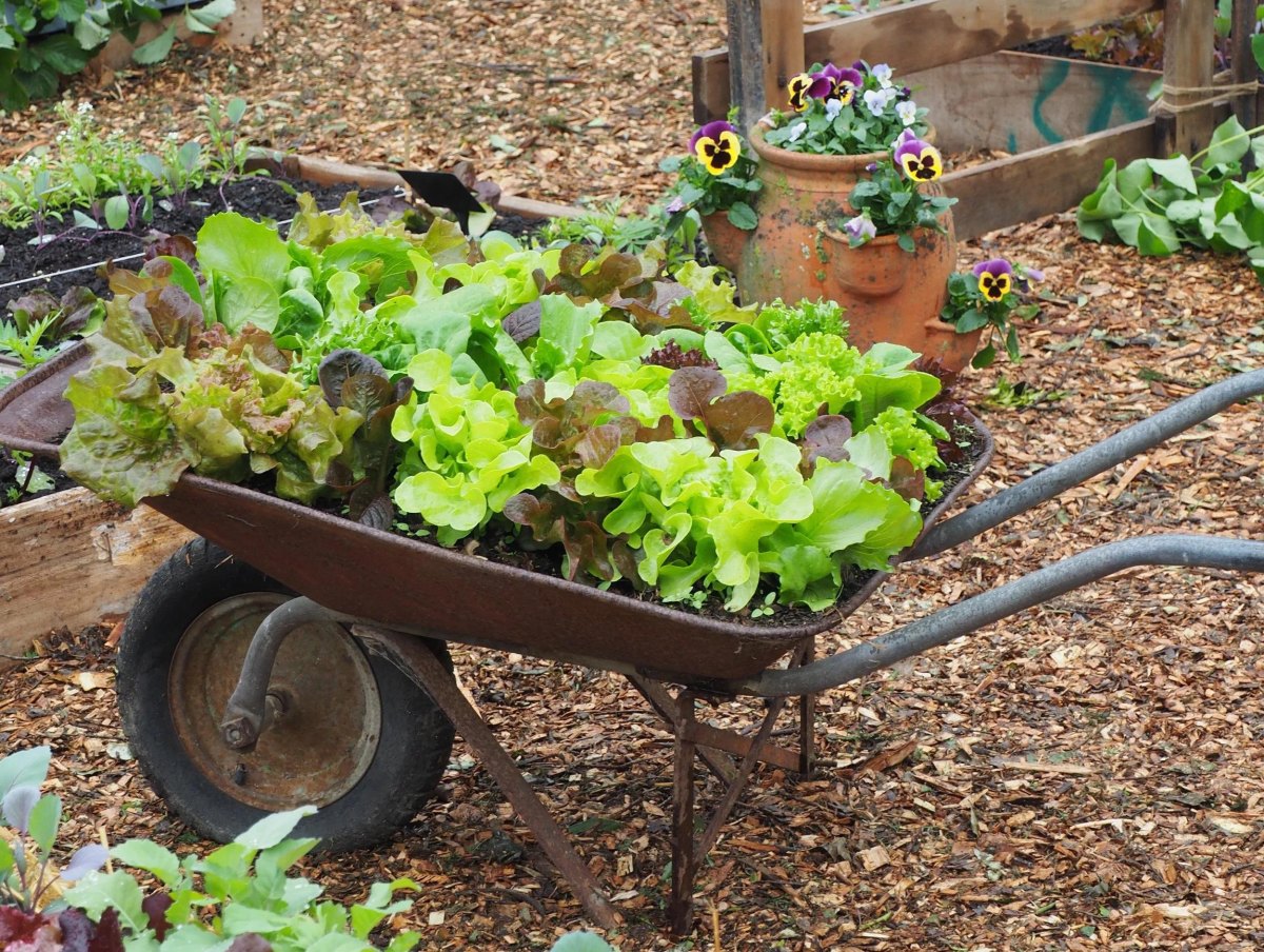 Repurposed green wheelbarrow planted with lettuce and leafy greens