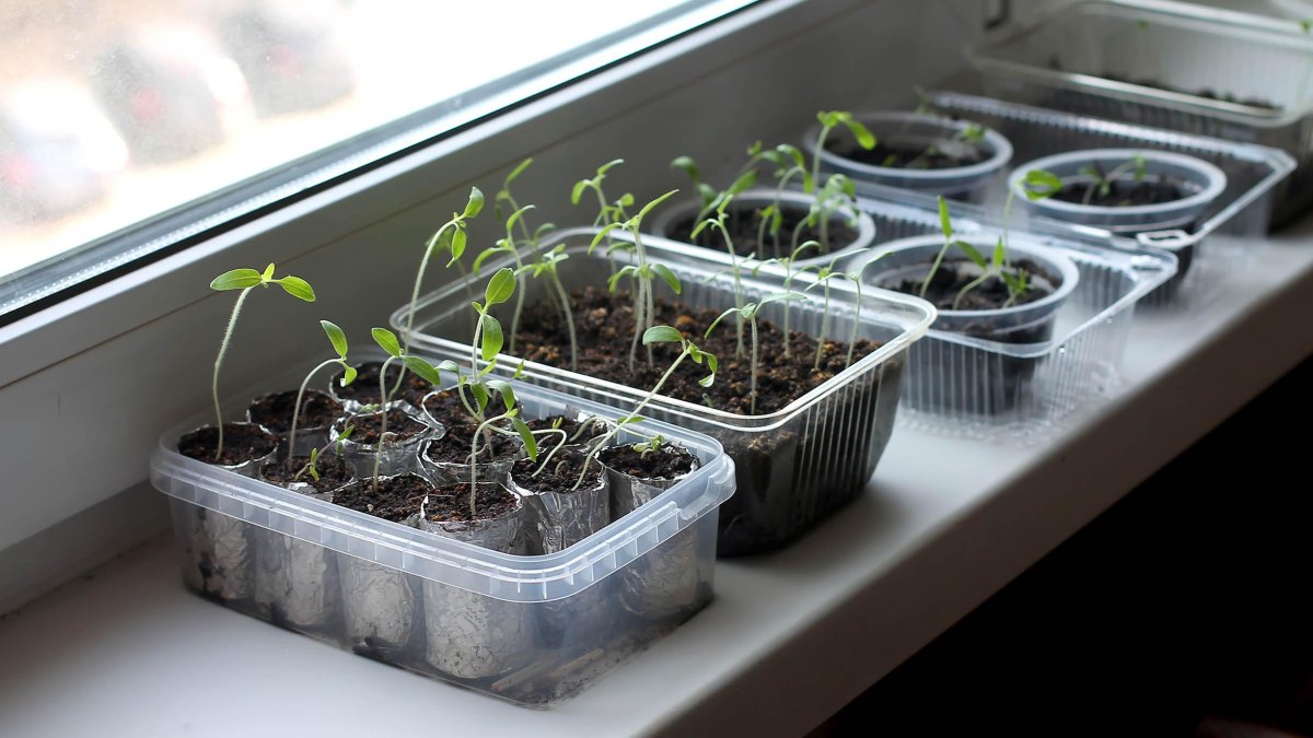 Food packaging used for seedlings