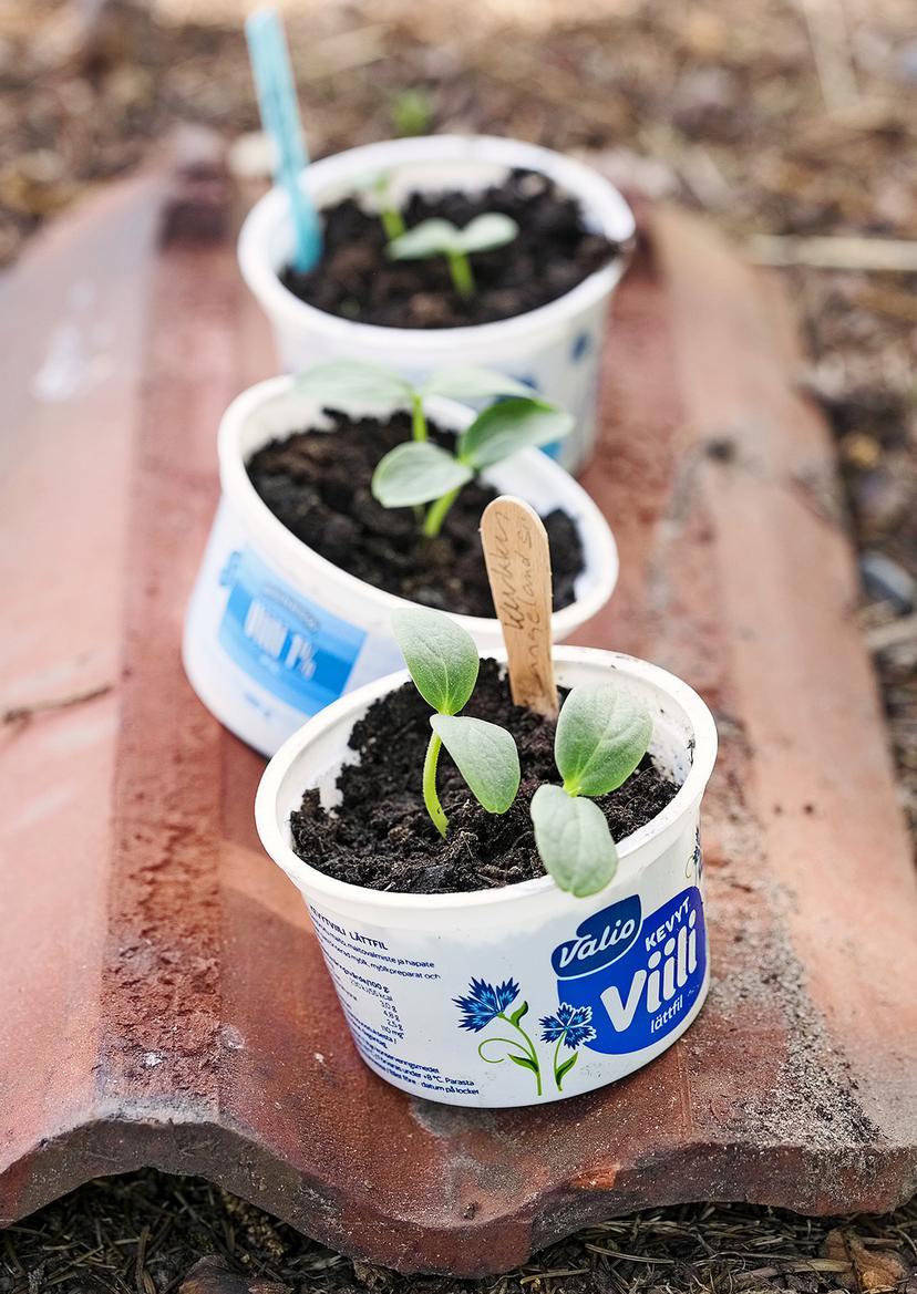 Frugal Seed Starting Ideas for Home Gardeners