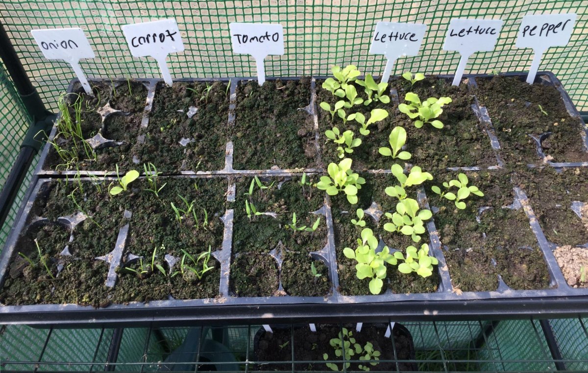 root crop seedlings and trays