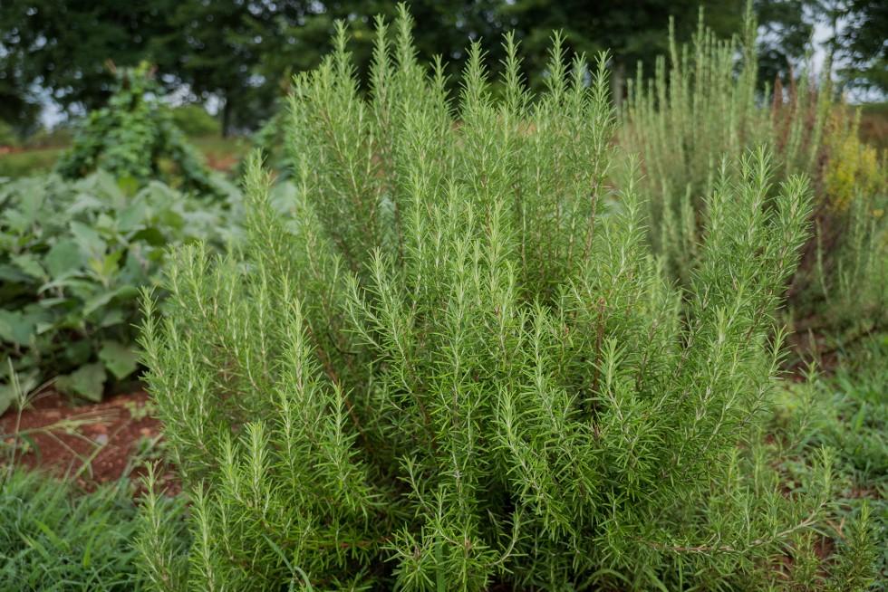 Rosemary herb plant outdoors