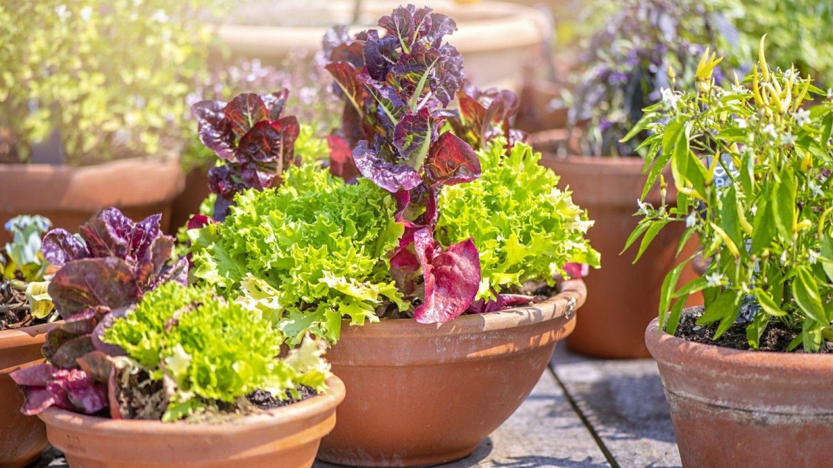 Patio salad greens garden setup
