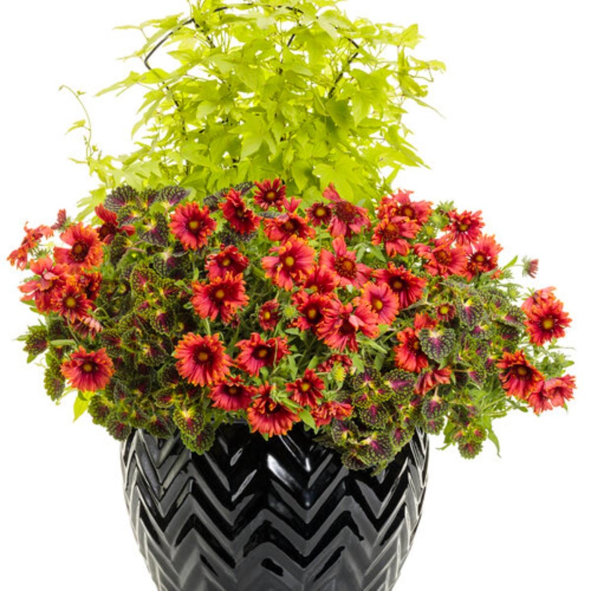 Red salvia orange zinnias and lime-green sweet potato vine in a sunny planter