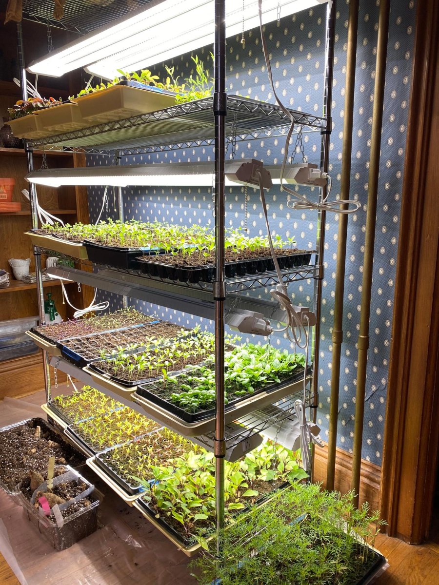 Vertical seed starting shelves indoors