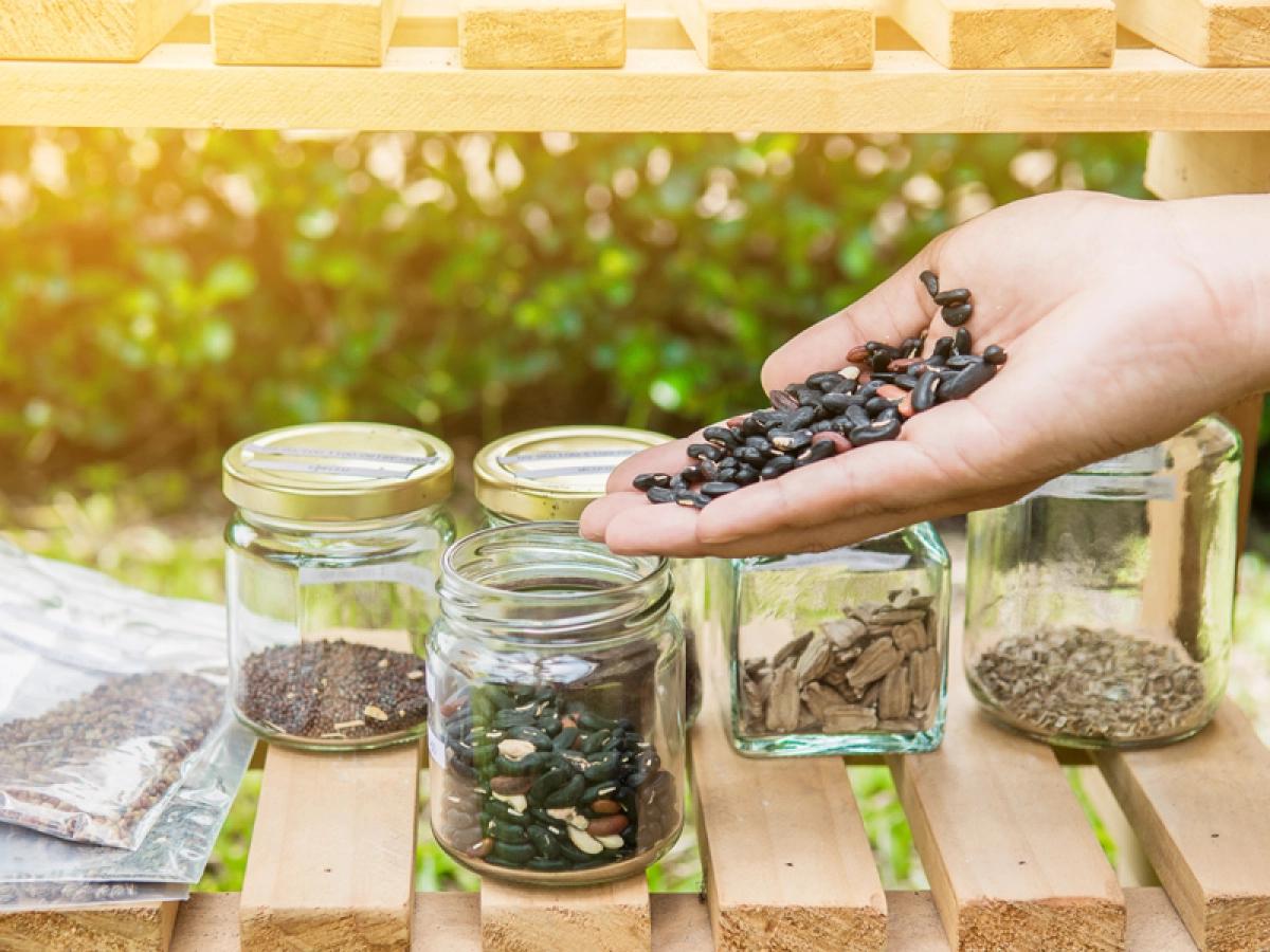 Stored garden seeds in labeled containers