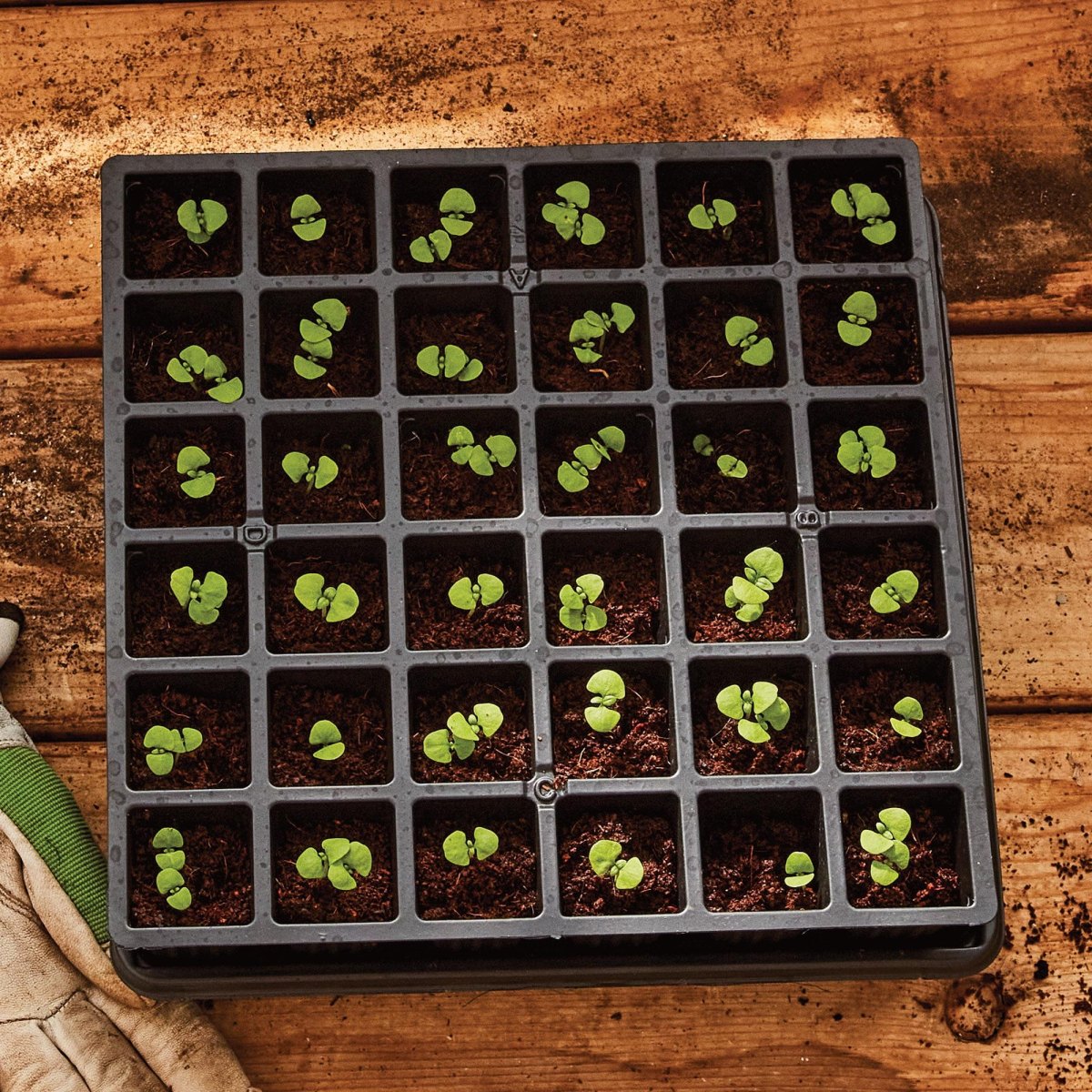 15 Seed Starting Containers for Home Gardeners