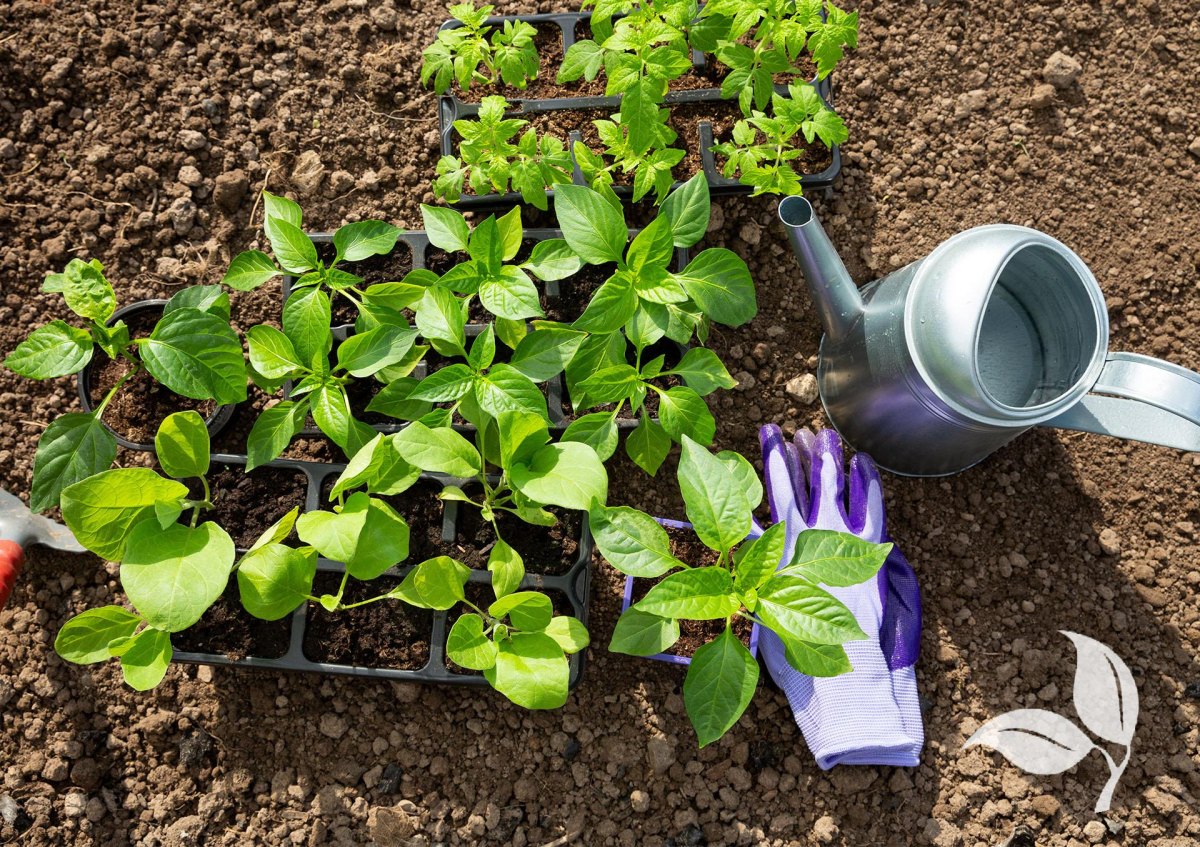 seedlings ready for transplanting