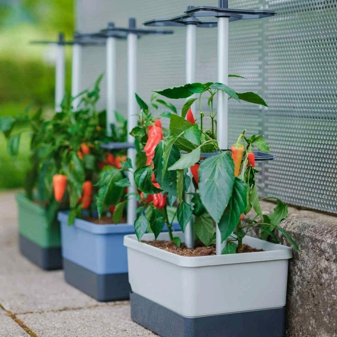 Self watering vegetable container garden