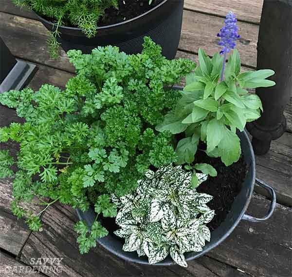 Useful shade herbs growing together in a garden container