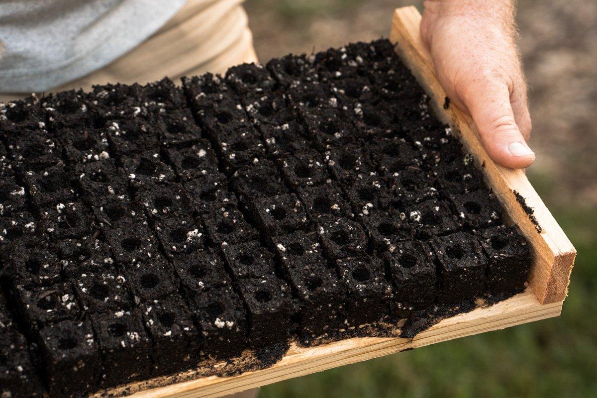 Seedlings growing in soil blocks