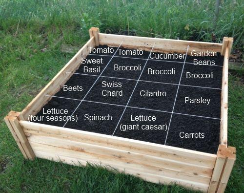 Square foot vegetable garden