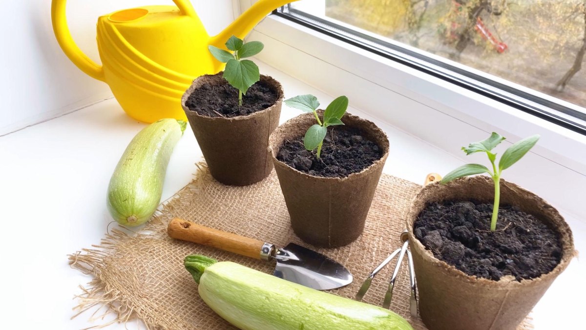 Squash seedlings in indoor pots