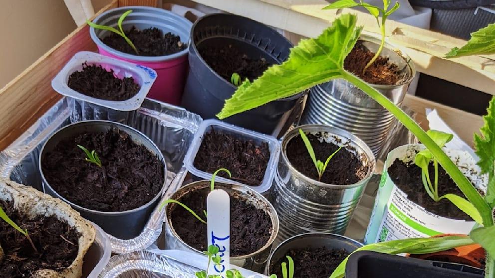 Seed Starting Hacks for Stronger Home Seedlings