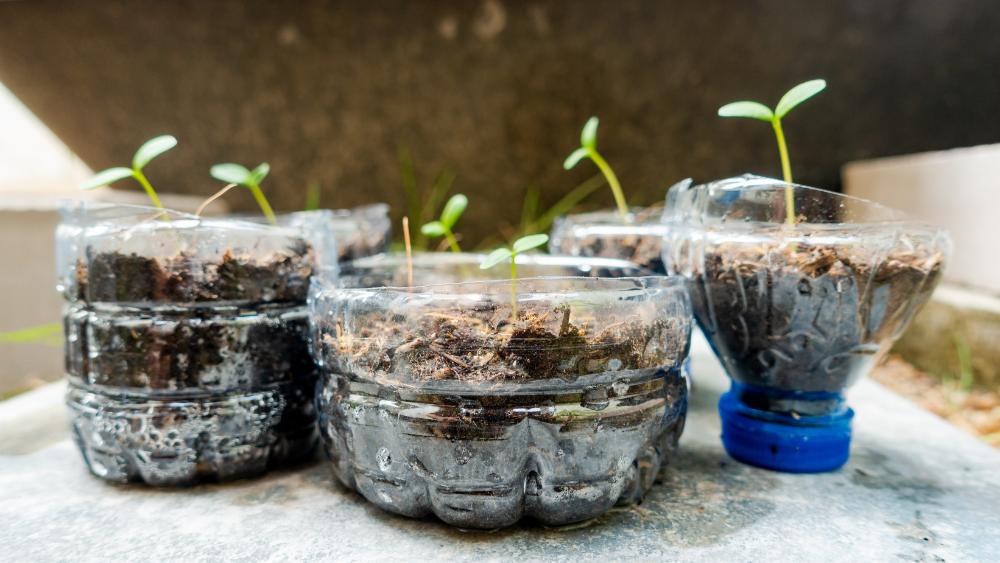 Recycled containers filled with seedlings