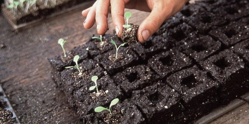Seedlings growing in soil blocks