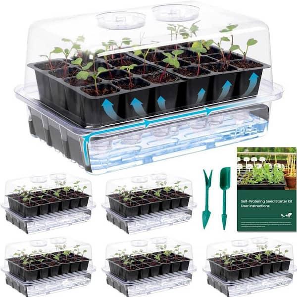 Seedlings in bottom watering tray