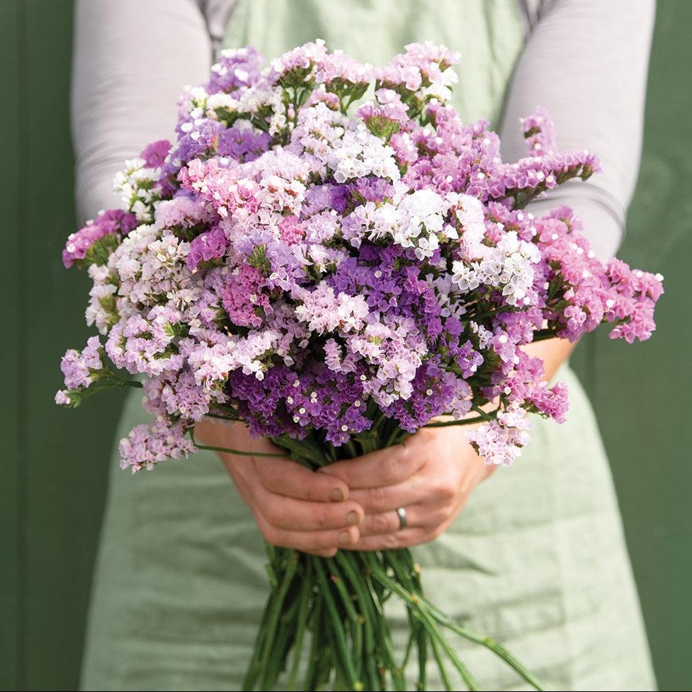 Statice flowers ready for arrangement