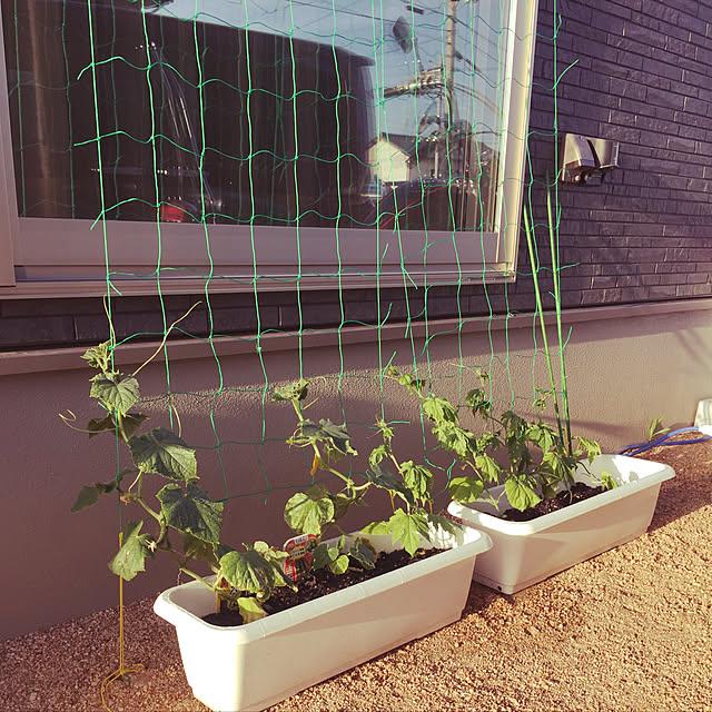 String trellis setup growing container cucumbers along a wall