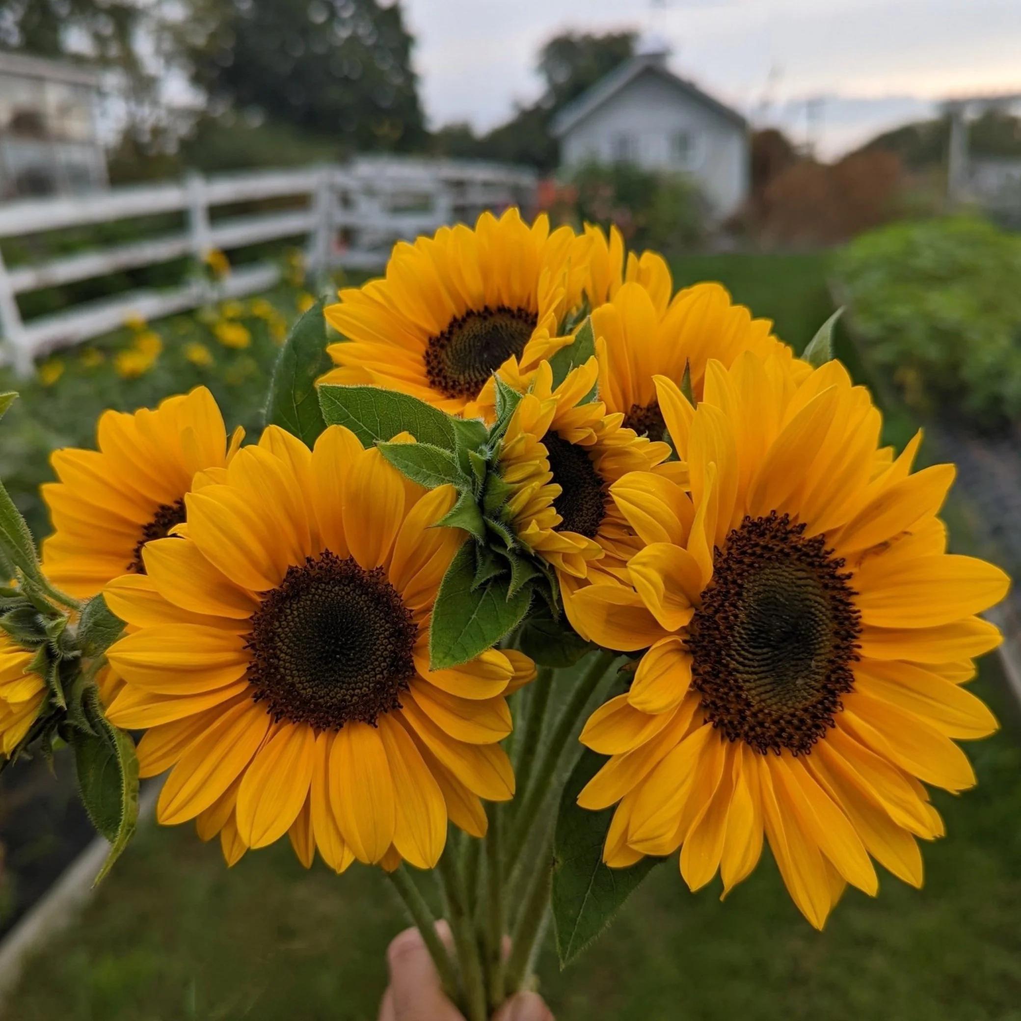 Sunflowers growing for cut bouquets