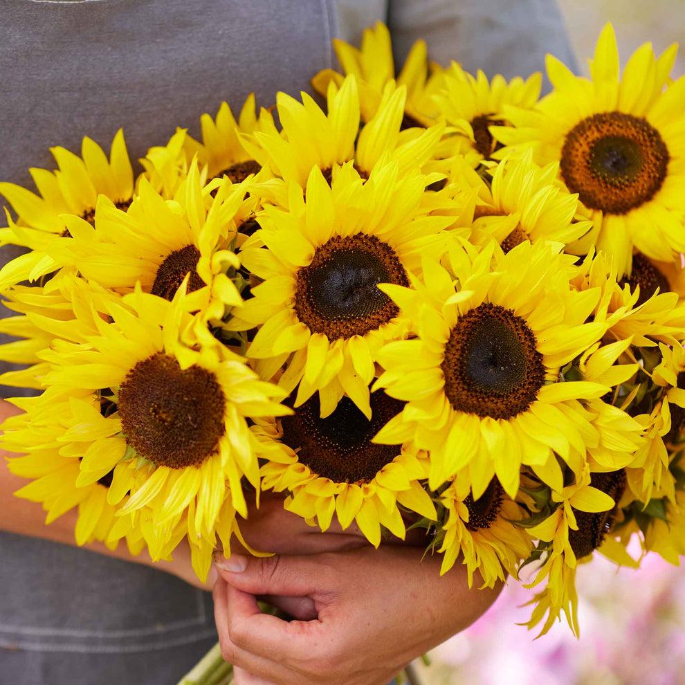 Sunflowers arranged in bouquet