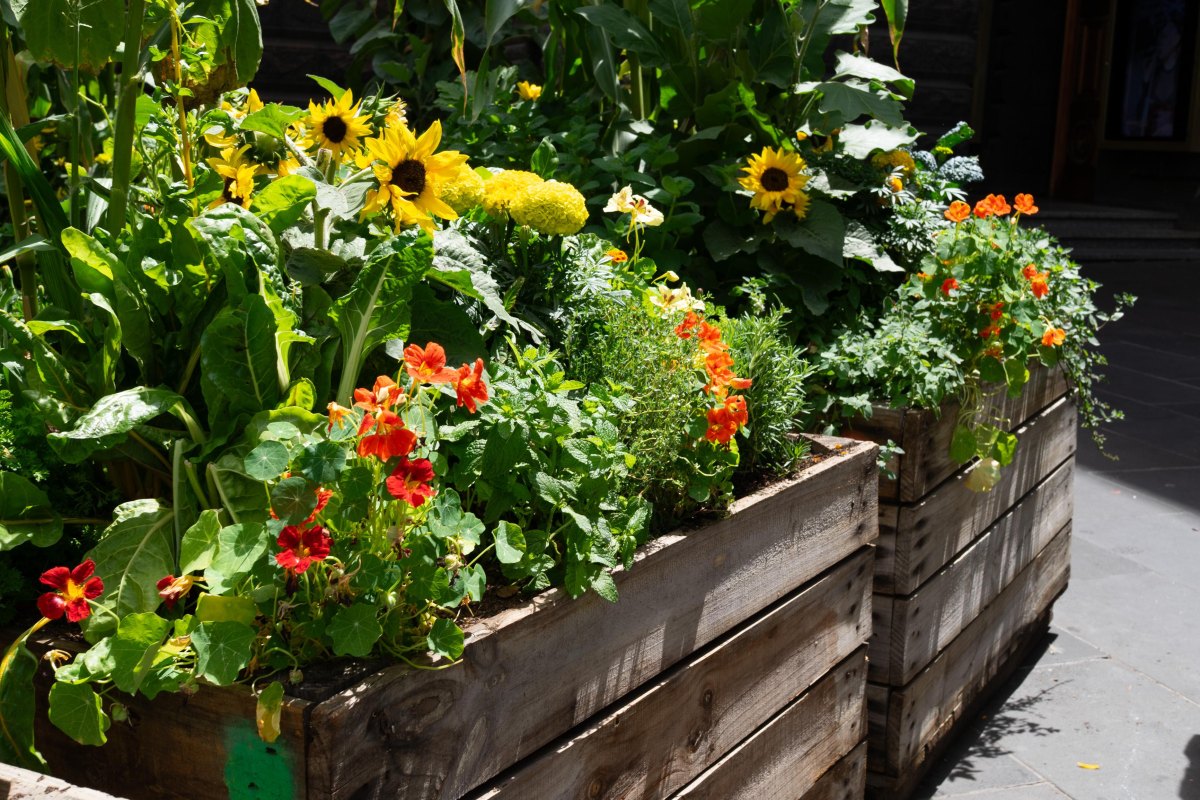 Dwarf sunflowers orange nasturtiums and yellow black-eyed Susans in a large pot