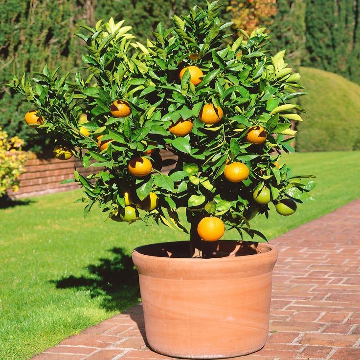 Container citrus tree in sunlight