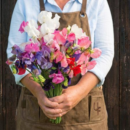 Sweet pea flowers in bouquet garden