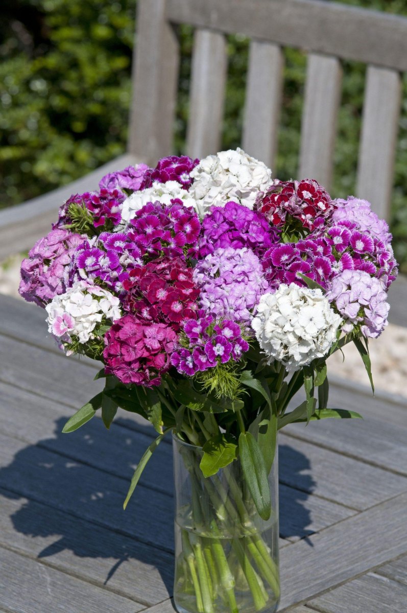Sweet William mixed bouquet