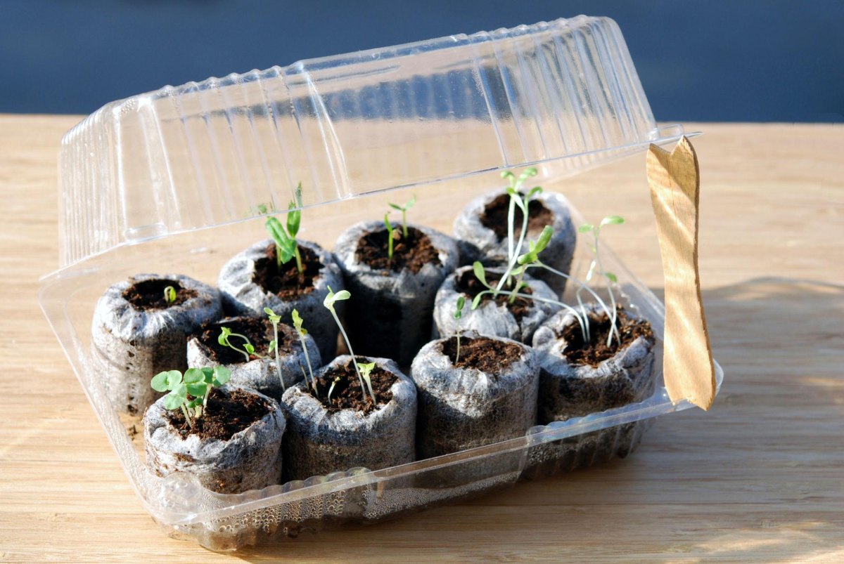 Takeout container greenhouse seedlings