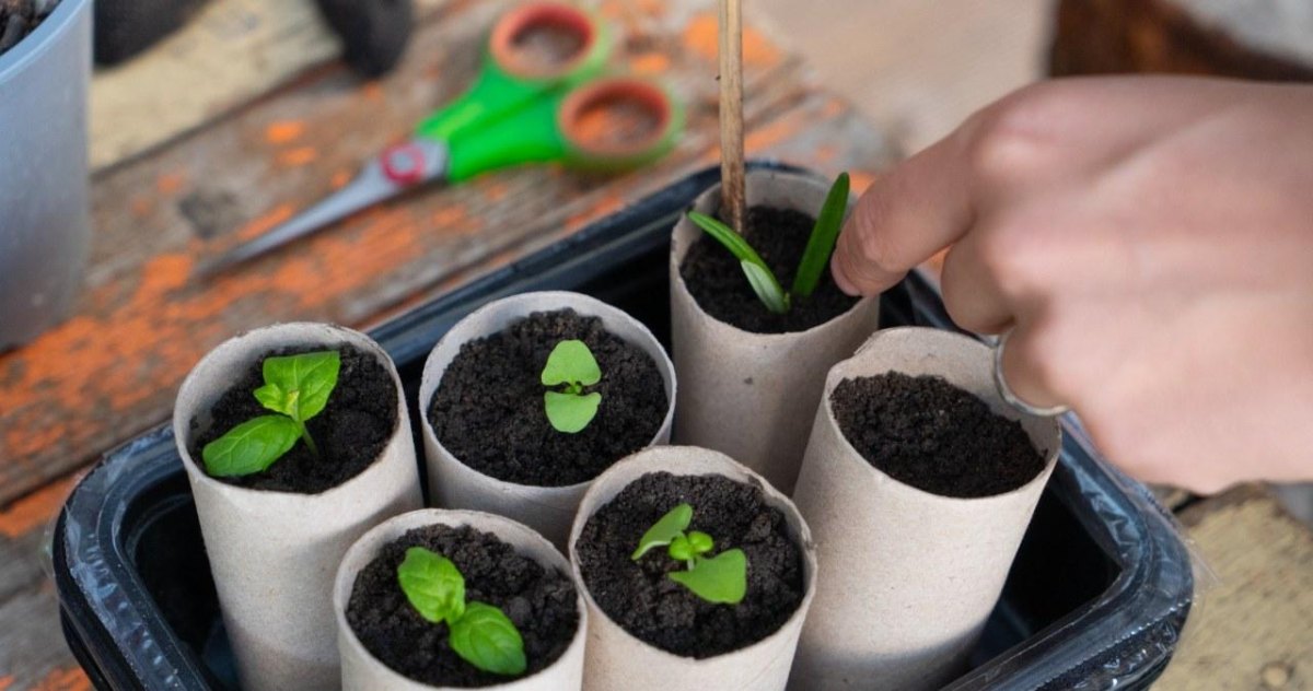 Toilet paper roll seed pots