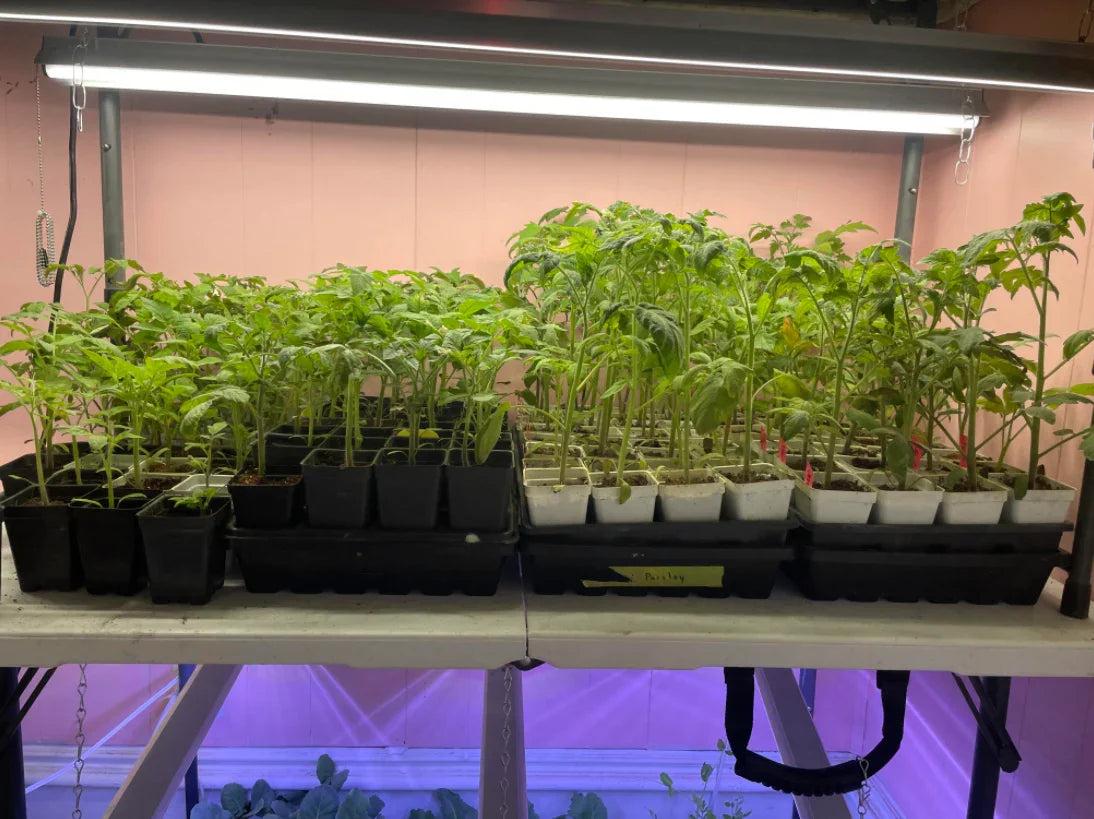 tomato seedlings growing indoors