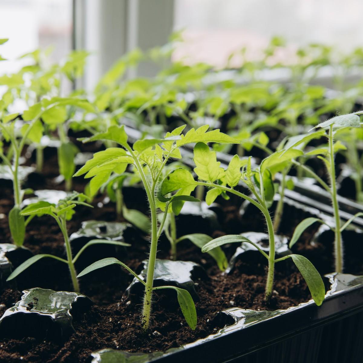 What Seeds to Start Indoors Before Planting Outside