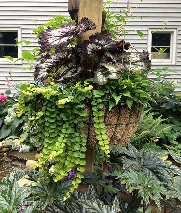 Trailing foliage cascading over the edge of a shade pot