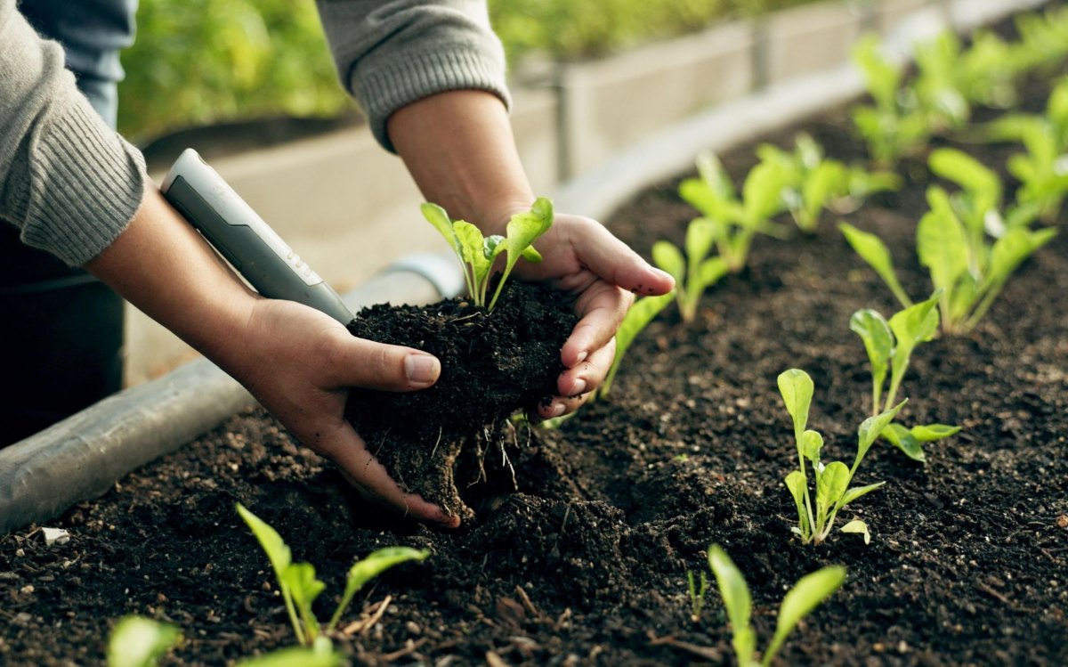 Young seedlings being transplanted outdoors