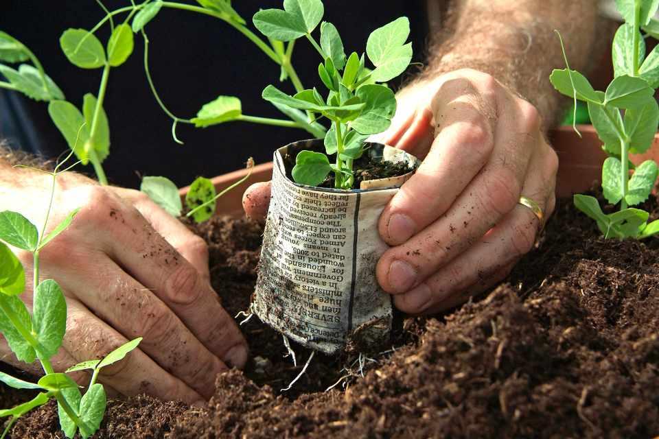 Transplanting newspaper pots into garden soil