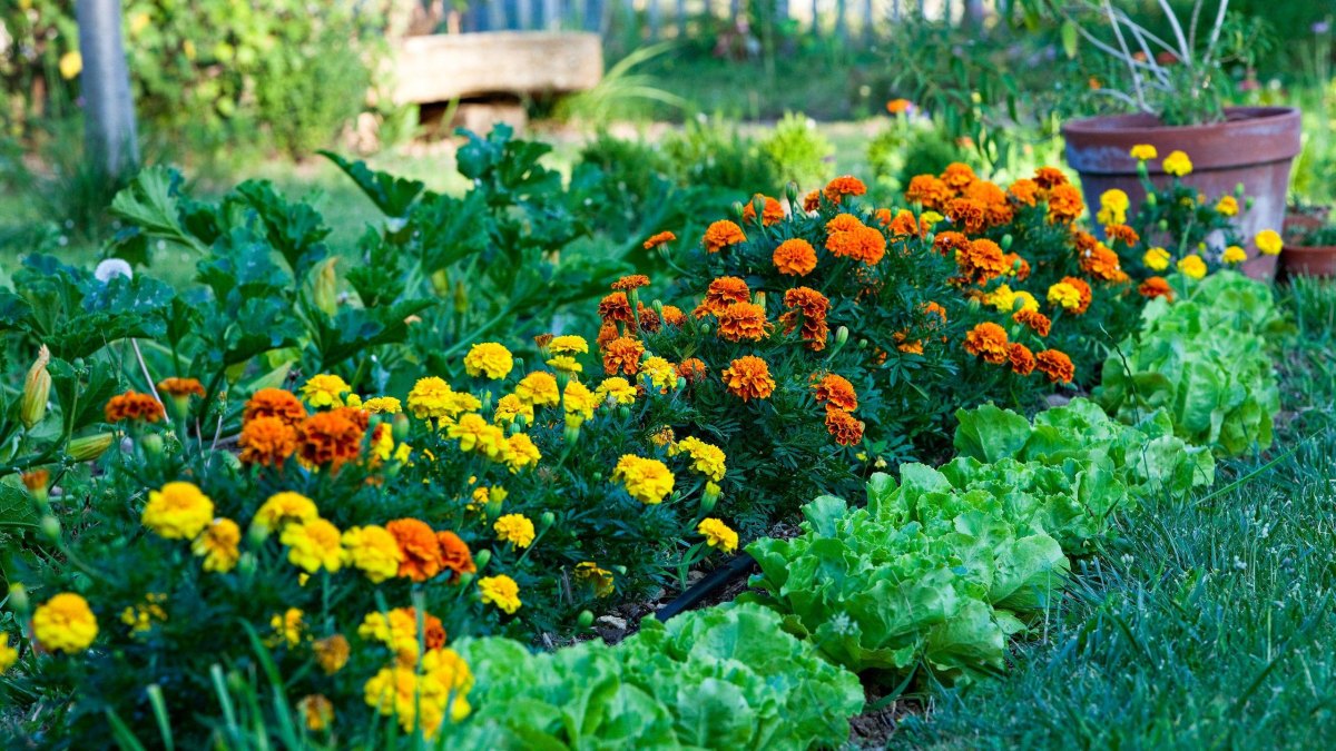 French marigolds bordering a productive vegetable garden