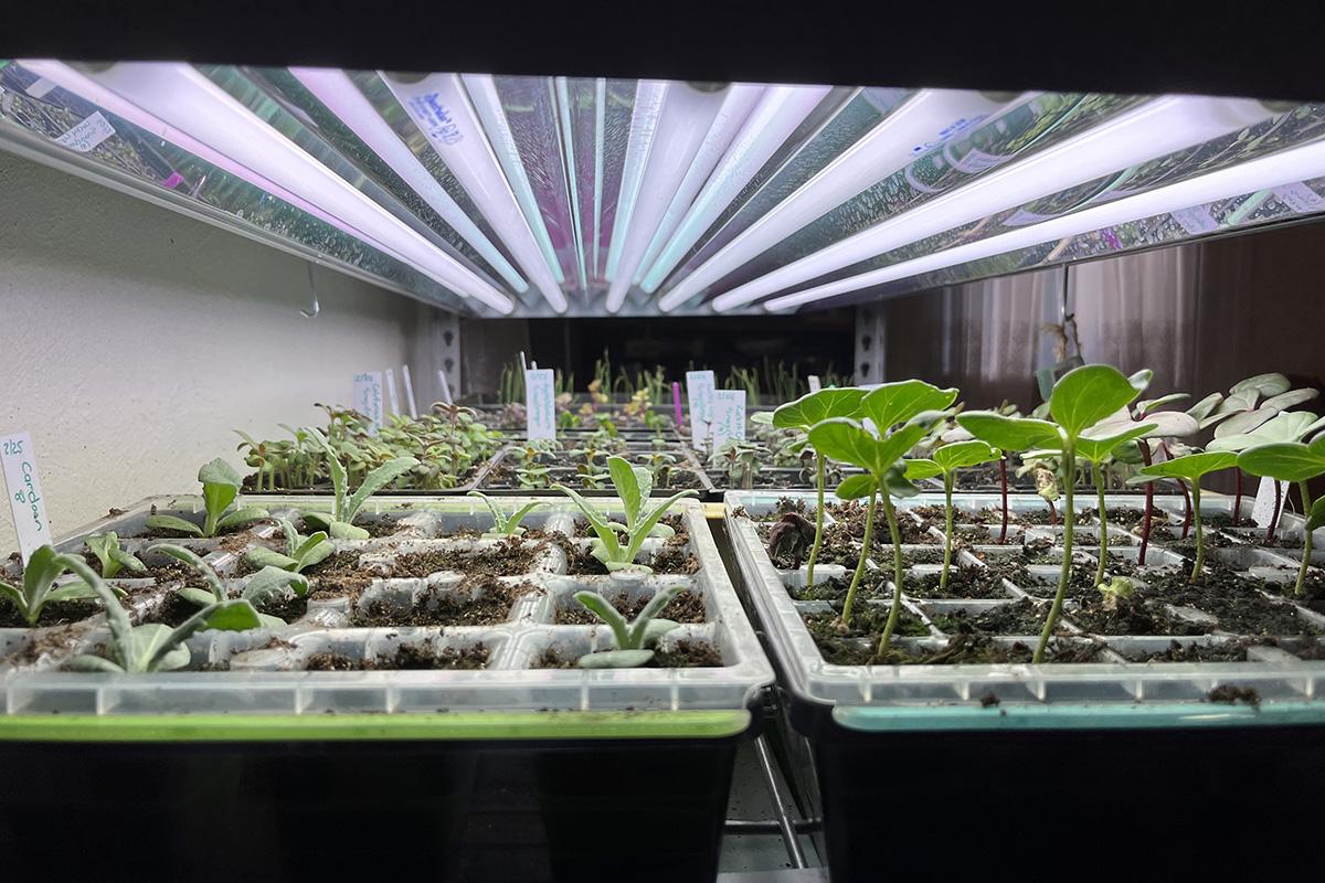 Seedlings under indoor grow lights