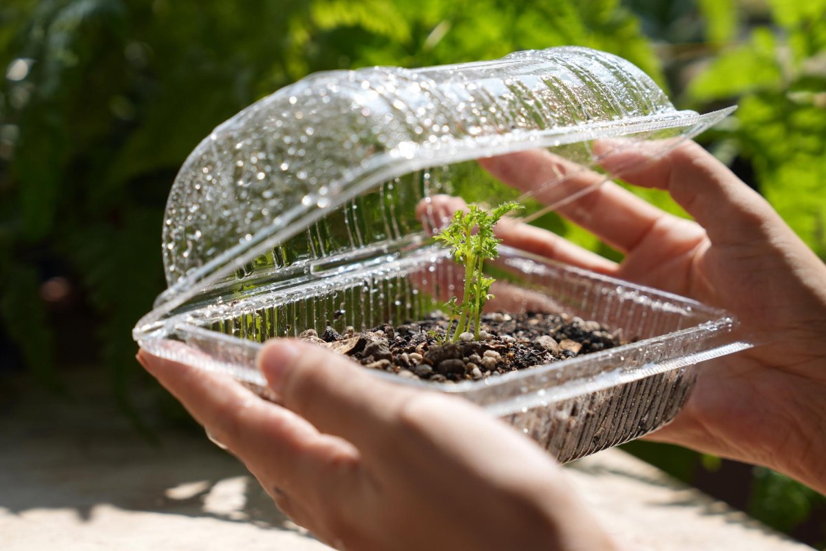 Clear container mini greenhouse seedlings