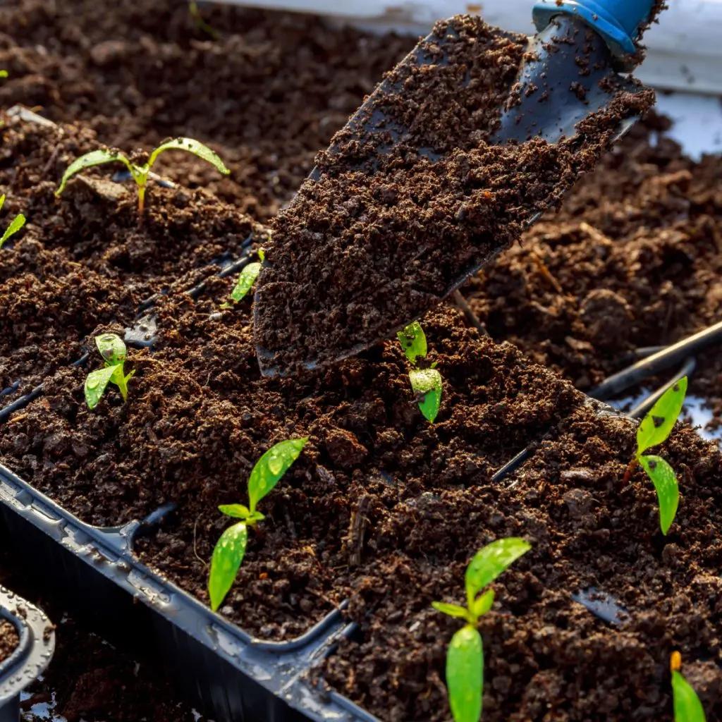Compost beside young seedlings