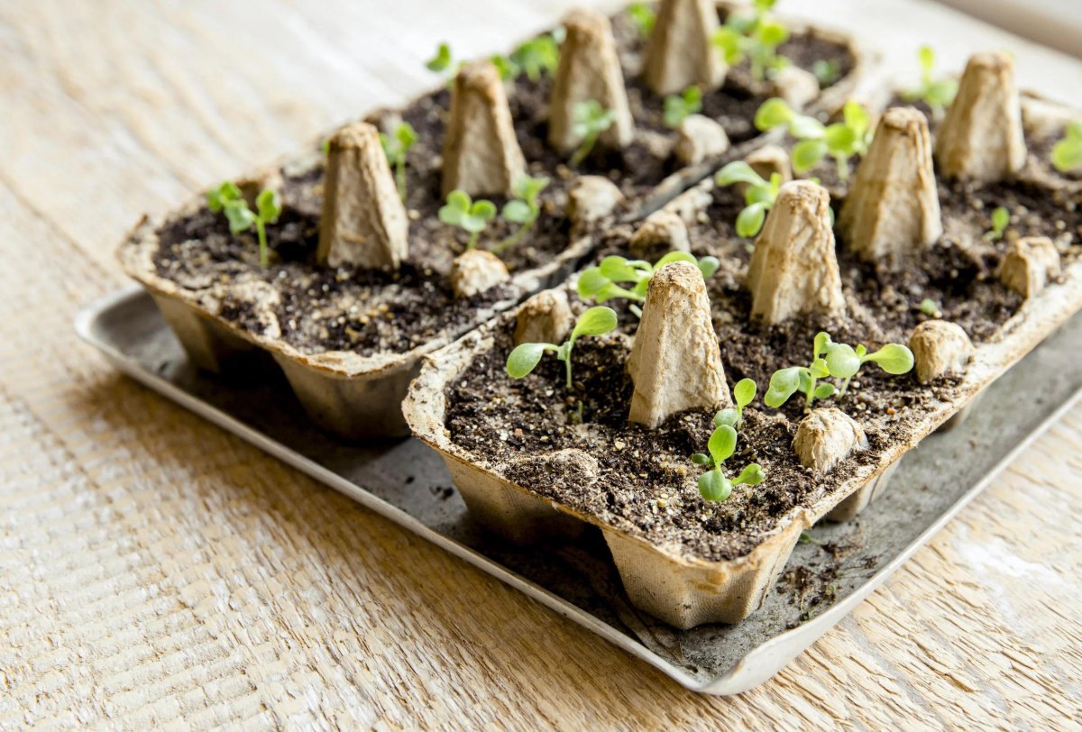 Egg carton cups holding young seedlings