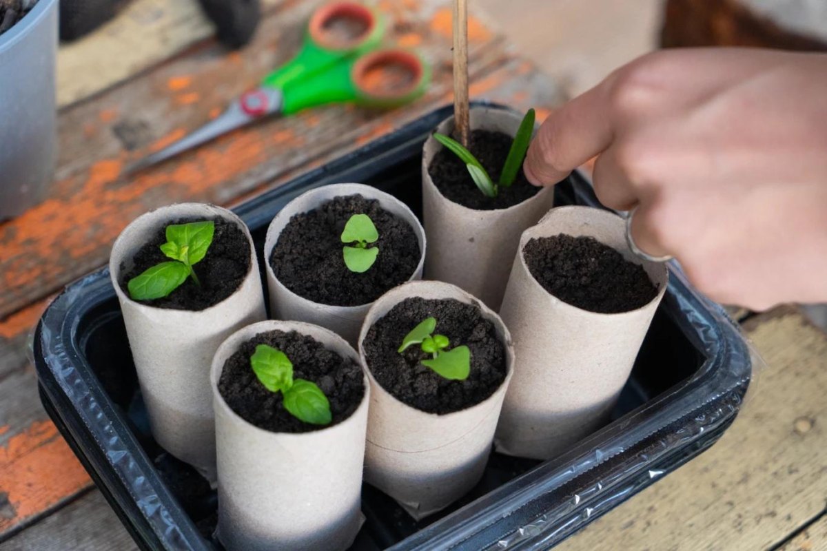 Toilet paper roll seed starters