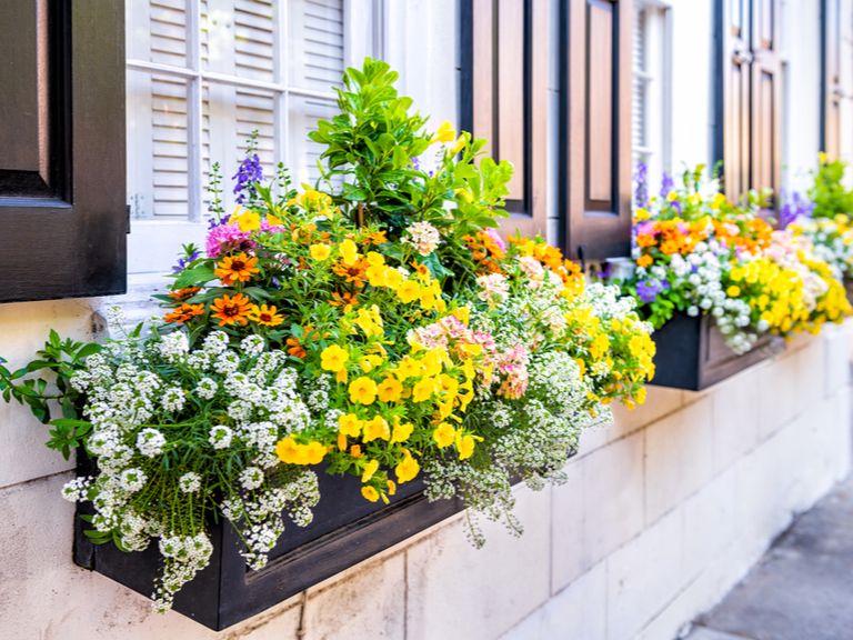 window box flower garden
