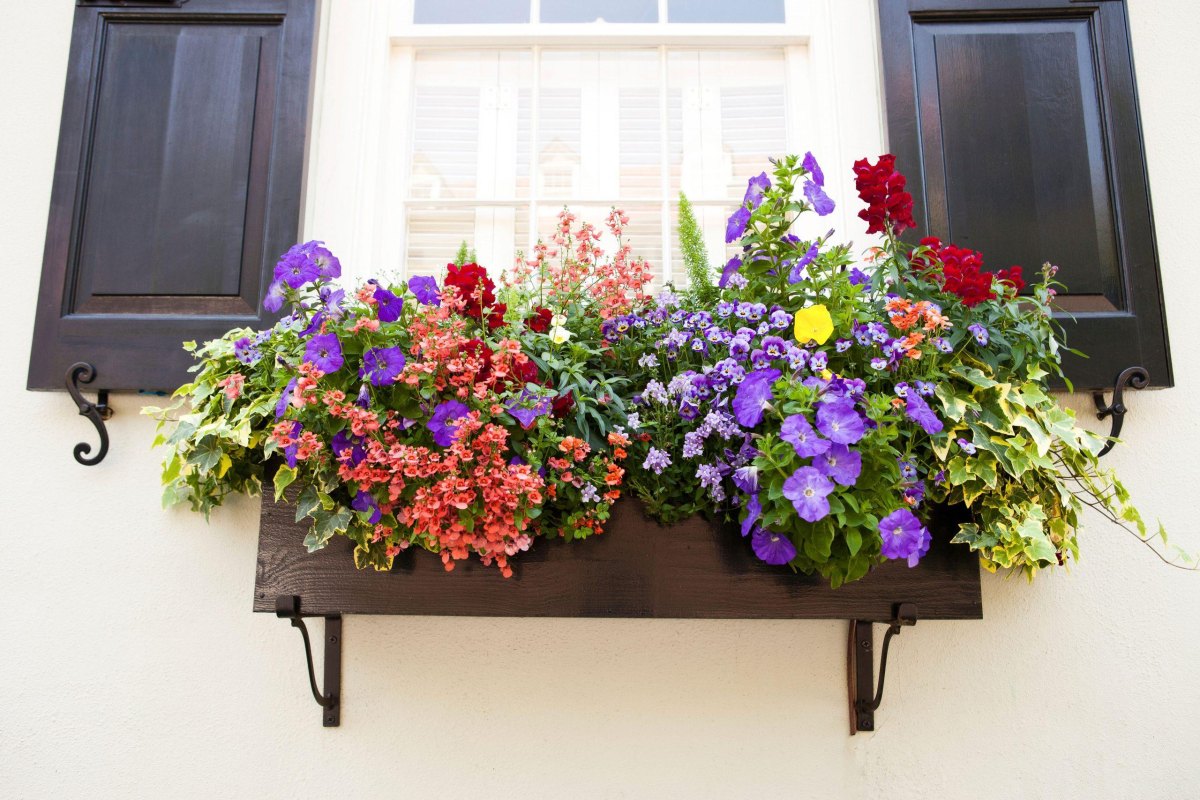 Colorful flowers and trailing greenery growing in a window box planter