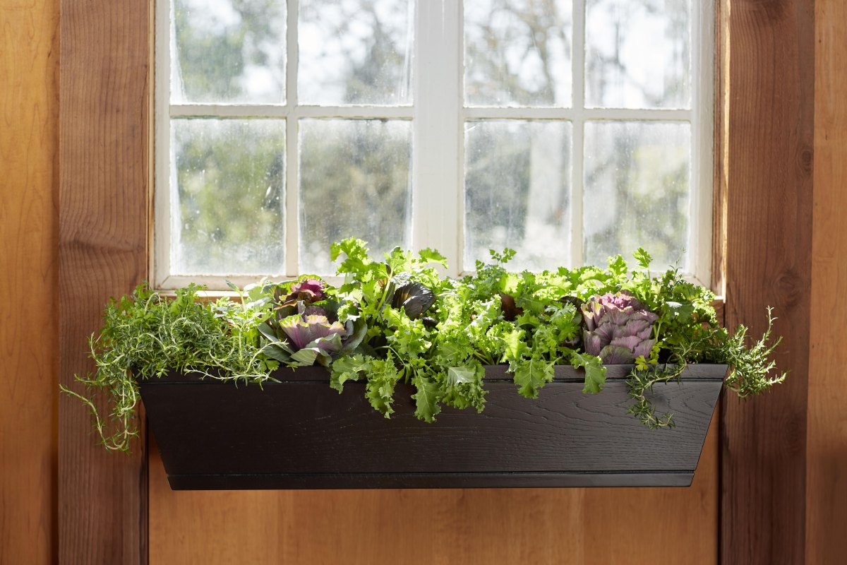 Window box filled with lettuce spinach and fresh culinary herbs