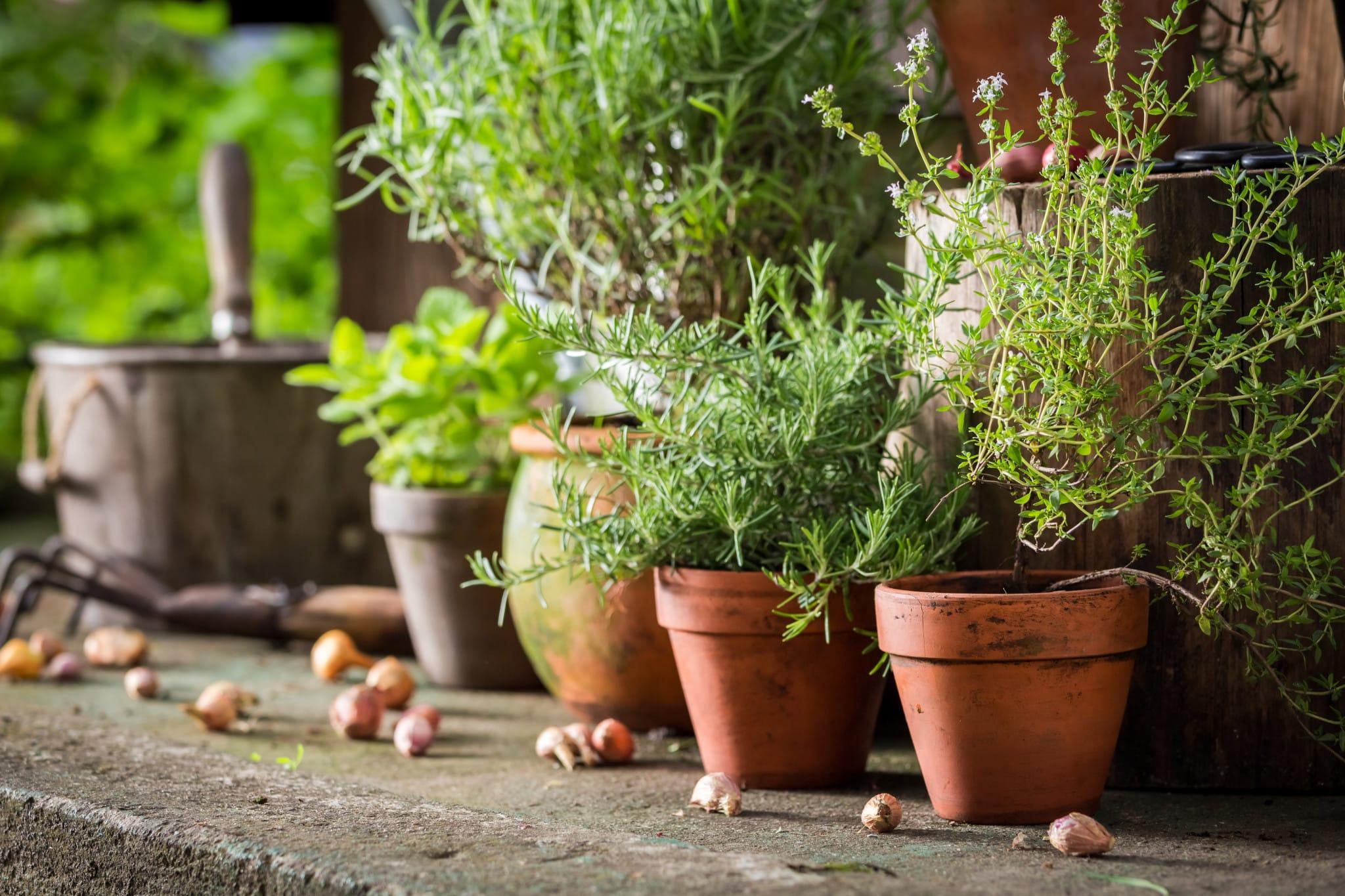 Herbs growing in winter containers