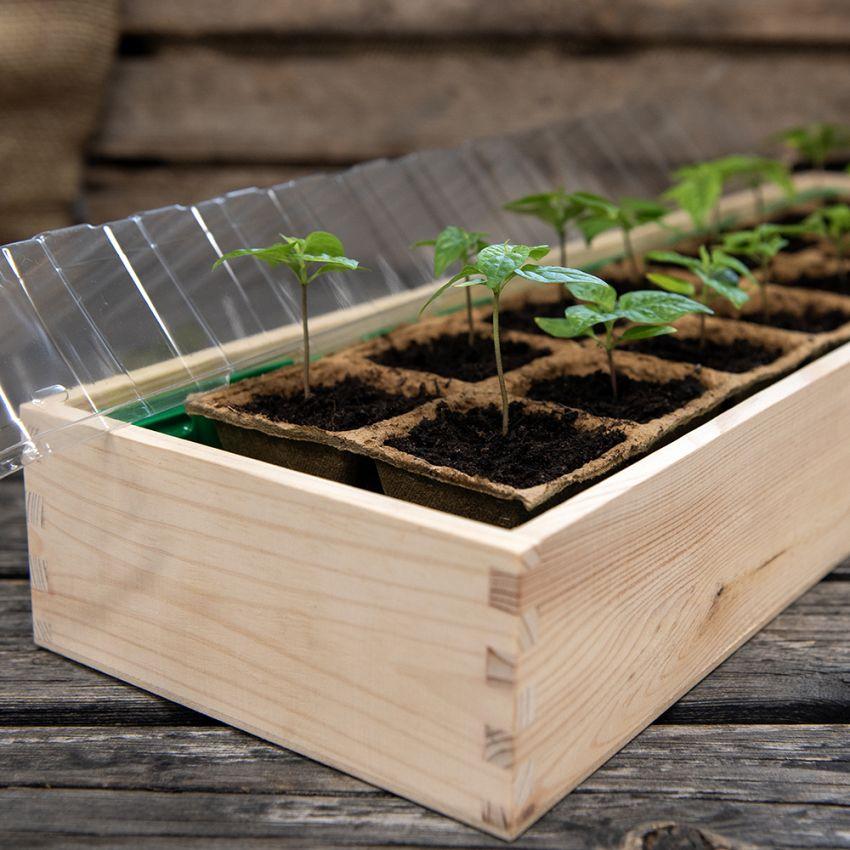 Wooden box with seedling trays
