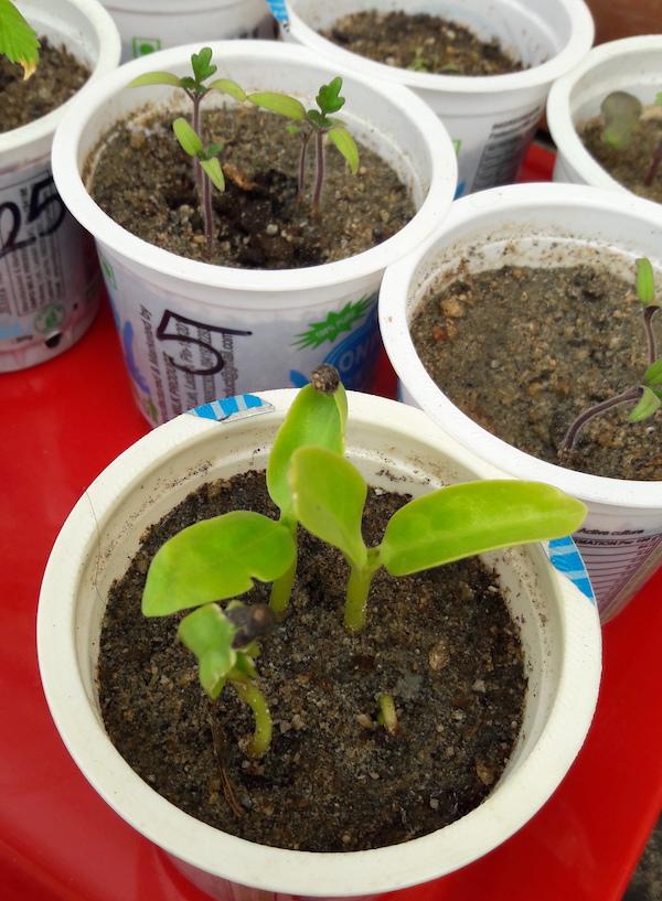 Yogurt cups holding seedlings